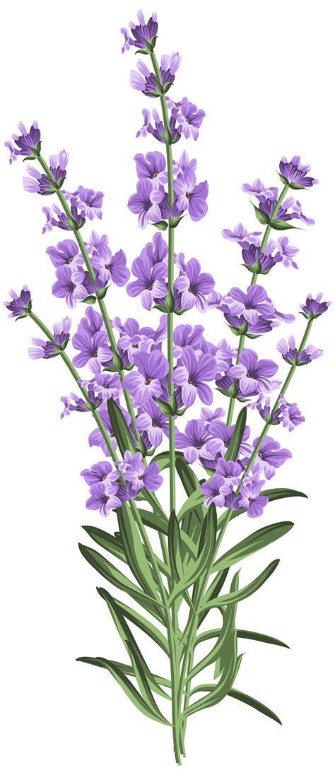 Lavender Transparent Clipart 10 Free Cliparts Download Images On