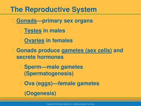 Ppt The Reproductive System Powerpoint Presentation Free Download Id9294108