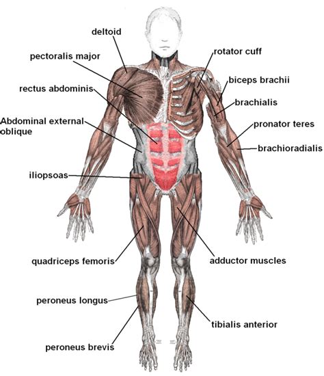 In some cases, the muscle is named by its shape, and in other cases it is named by its location or attachments to the skeleton. File:Muscles anterior labeled.png - Wikimedia Commons