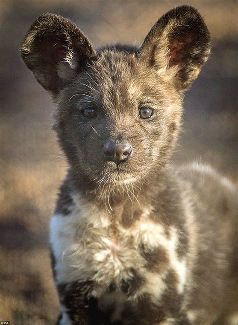 African Painted Dog Pups Are First To Be Born At Chester Zoo Chester