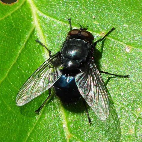 How to identify & control flies. Flies - Fruit Flies - House Flies - Horse Flies - Select ...