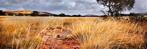 Windswept Spinifex Plain Australian Landscapes Peter Franz Photography