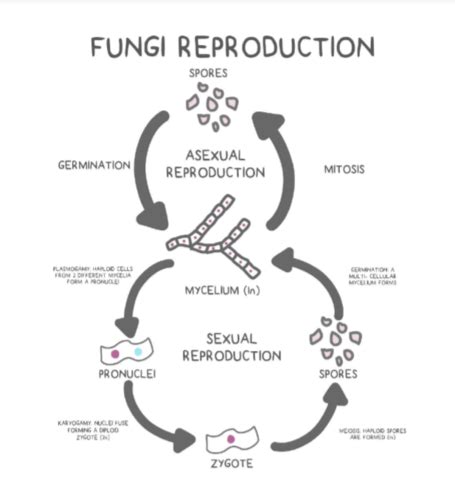 Fungi Life Cycle Explanations Flashcards Quizlet