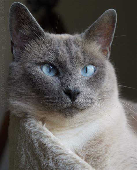 Did You Know Siamese Cats Eyes Explain Why The Sky Is Blue Siamese
