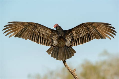 Turkey Vulture Size - Turkey Vulture Birding 