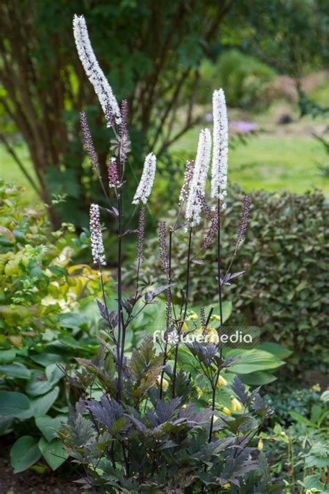 Actaea Simplex Black Negligee Black Cohosh 108643 Flowermedia