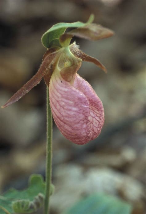Free Picture Pink Lady Slipper Plant Flower Cypripedium Acaule