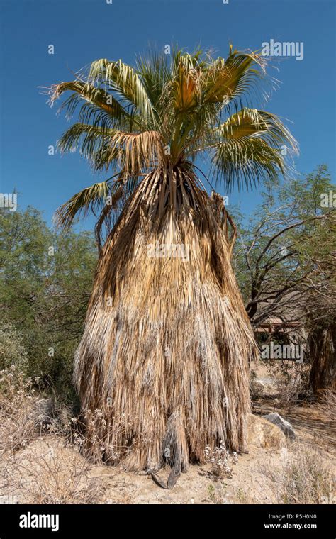 Desert Fan Palm Washingtonia Filifera On The Ed Hastey Garden Trail
