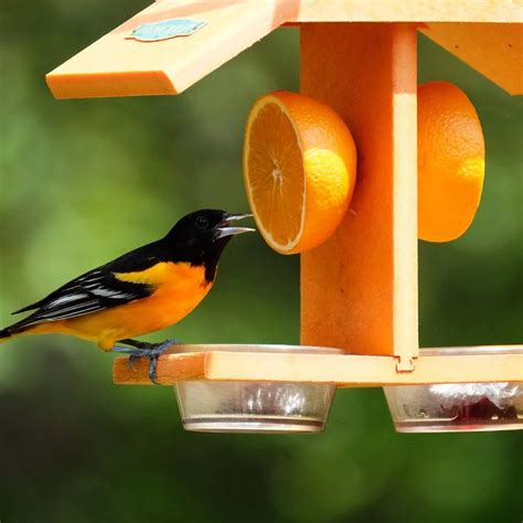 You Can Never Have Enough Bird Feeders Learn About The Different