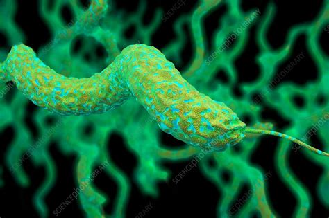 Campylobacter Jejuni Bacteria Illustration Stock Image C034 5545