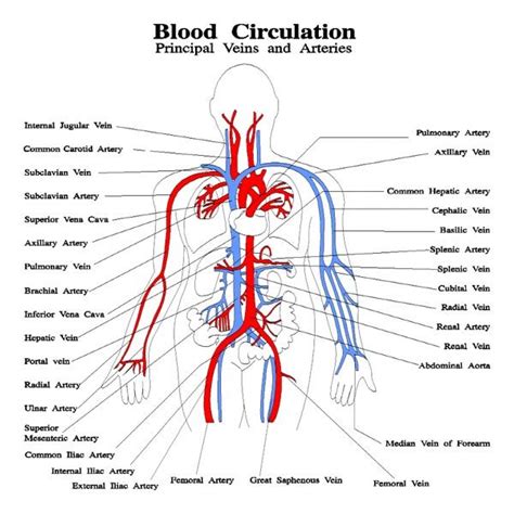 Major Blood Vessel Chart Pin On Health Living Dasy Basis Wall