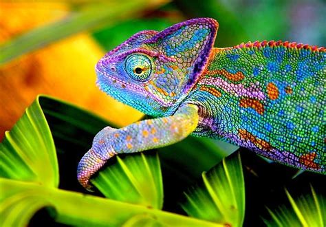 Rainbow Chameleon Colorful Animals Animals Beautiful Lizard