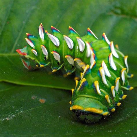 Southern Marbled Emperor Caterpillar Heniocha Apollona Insects And