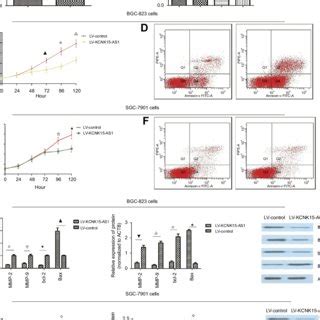 A The Expression Level Of MiR 21 Was Higher In The Tumor Tissue