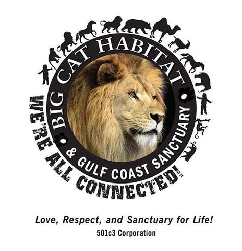 Animal lovers and families will likely enjoy sarasota's big cat habitat and gulf coast sanctuary. Gulf Coast Builders Exchange - GCBX YOGA WITH TIGERS