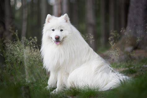 Породы собак белого окраса фото и названием