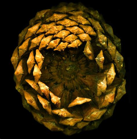 Pine Cones Natural Fractal Geometry In Nature Sacred Geometry