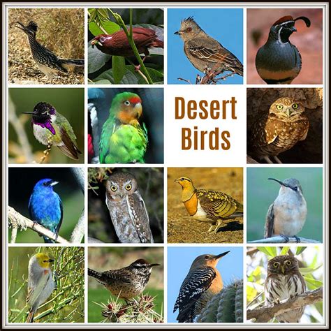 Colorful Desert Birds