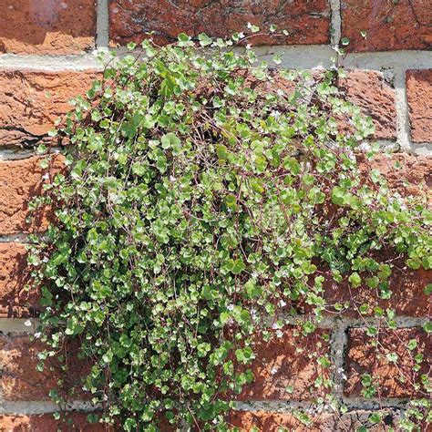 Kenilworth Ivy Seeds Cymbalaria Kenilworth Flowering Ivy Ground Cover