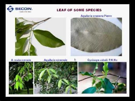 Agarwood #lapnisan #philippines price.50k per kg thank you for watching. How to identify Agarwood-producing trees - Part 6 - YouTube