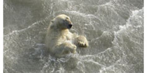 The Heartbreaking Picture Of The Polar Bear With 400 Miles To Swim To