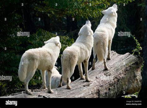Arctic Wolf Canis Lupus Arctos Pack Behaviour Howling Captive