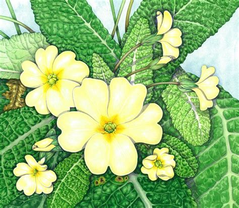 Primrose Primula Vulgaris 2 Botanical Illustration By Lizzie Harper