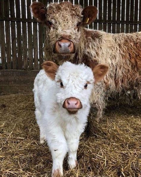 Pin By Daisy Juds On Mooi Diere Cute Baby Cow Cute Baby Animals