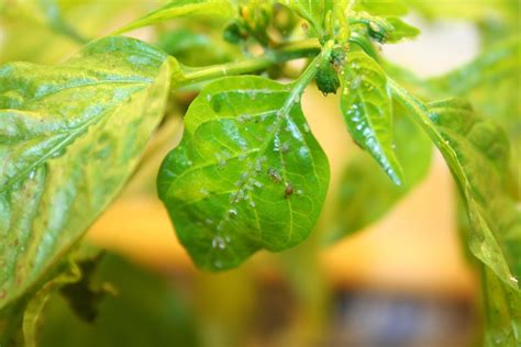 It also rinses off some of the honeydew. IMG_2716.jpg 3,456×2,304 pixels | Aphids on plants, Pepper ...
