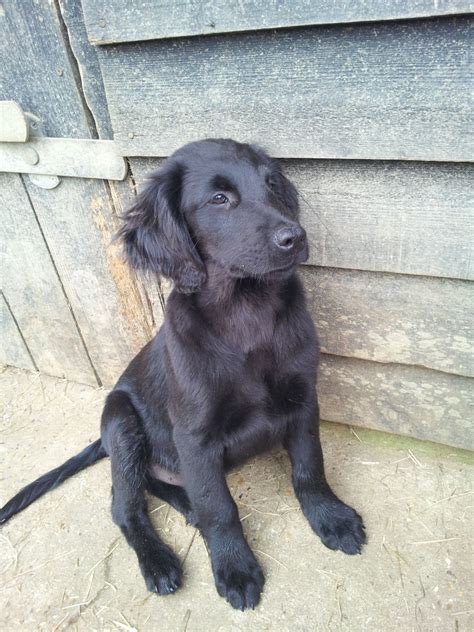 A Flat Coated Retriever Puppy Large Dog Breeds Large Dogs I Love Dogs