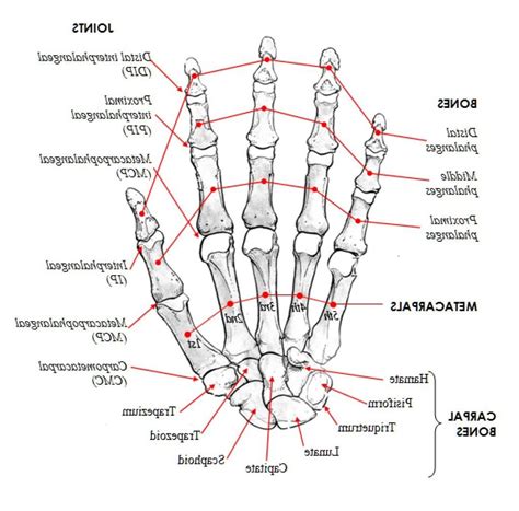 Hand Bone Anatomy Diagram