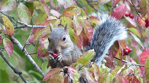 Squirrel Eating Dogwood Berries Youtube