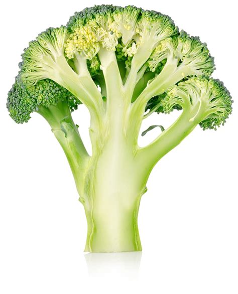 Broccoli Png Image Free Broccoli Pictures Download