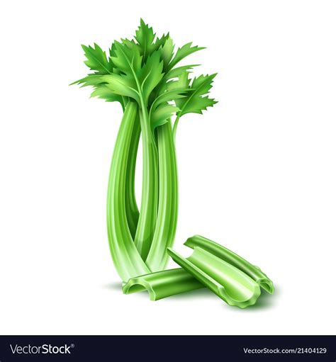 Realistic Celery Salad Leaves Royalty Free Vector Image