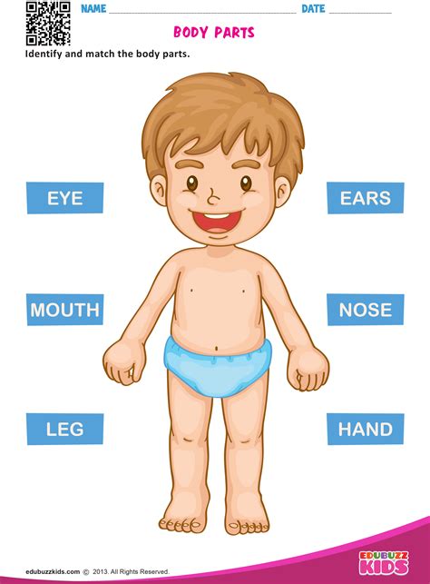 Parts Of The Body Kindergarten Worksheet
