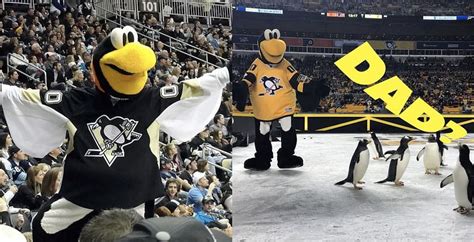 who is the pittsburgh penguins mascot entire history behind franchise s cheer team