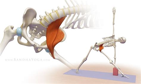 Psoas Muscle Is Incredibly Important For BJJ Stabilizing AOG