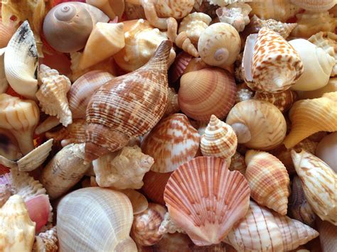 Sanibel Shells Sanibel Shells Sea Shells She Sells Seashells