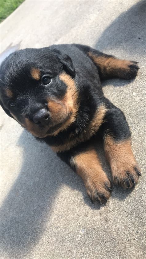 Find a rottweiler on gumtree, the #1 site for dogs & puppies for sale classifieds ads in the uk. Rottweiler Puppies For Sale | O Connell Drive, CT #307915