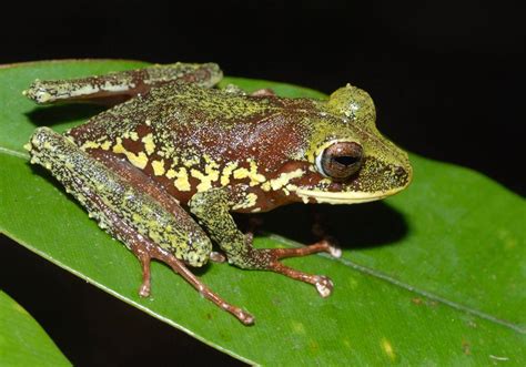 Yellow Spotted Frog Photos For You