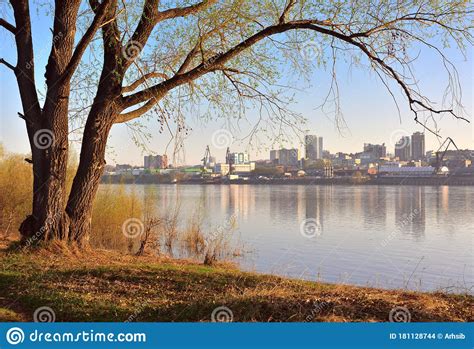 Tree On The River Bank In Novosibirsk Stock Photo Image Of 2020