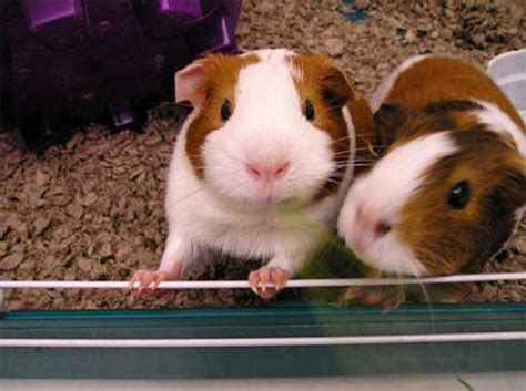 See actions taken by the people who manage and post content. The Best Pets to Own in an Apartment