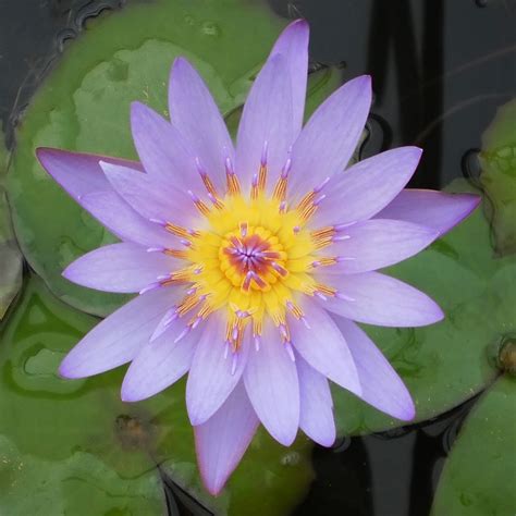 Water Lily Tina Tropical Pond Plant The Pond Guy