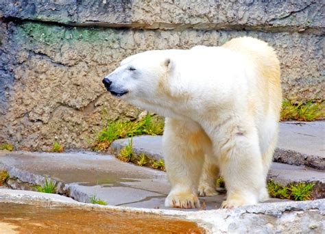 Gateway To The Arctic Northern Ontario Polar Bear Express Tour 5