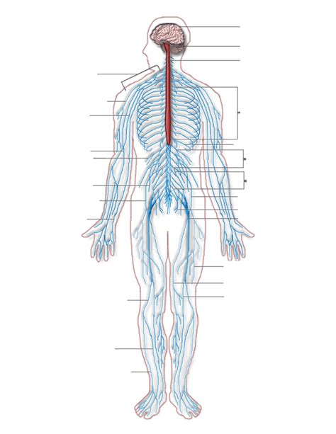 The pns includes the cranial nerves and their branches as well as the spinal cord and its corresponding. Peripheral nervous system