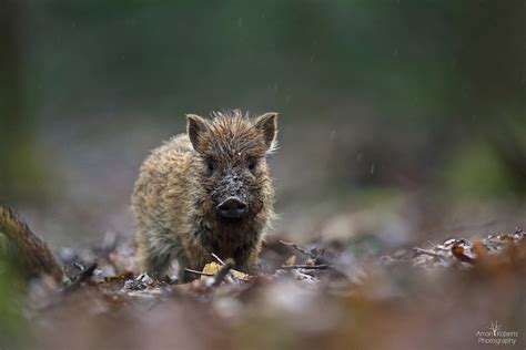 How To Photograph Wild Boar In The Forest Of Dean Nature Ttl