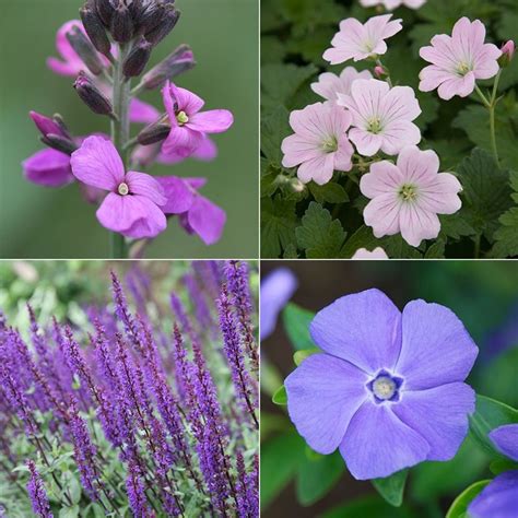 They are often grown as barriers, living fences to divide space. Buy Long flowering plant combination Pink and purple long ...