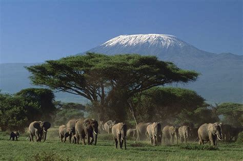 Kilimanjaro National Park Picture Tanzania Safari