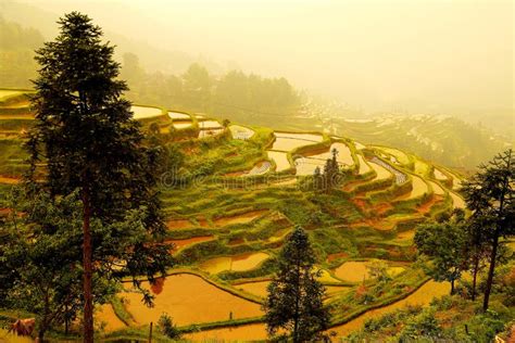 Longji Terrace Rice Field Stock Image Image Of Landscaped 126770673