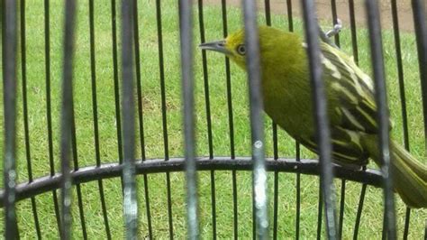 It is found in the indian subcontinent. Suara Burung Decu Betina Memanggil Jantan - Berbagai Suara